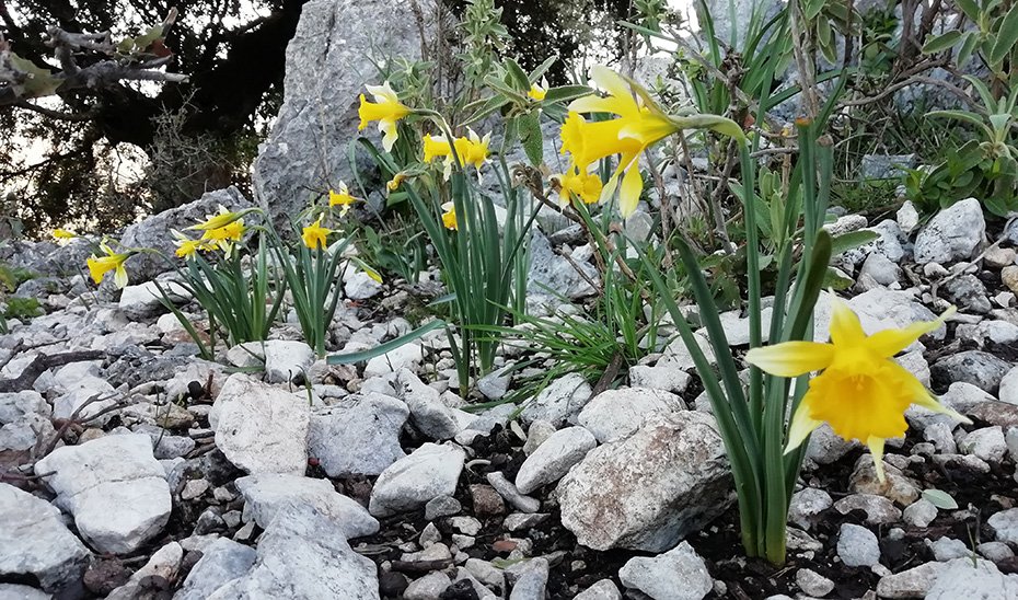 La Sierra de Líjar aumenta su diversidad botánica con narcisos trompeta.