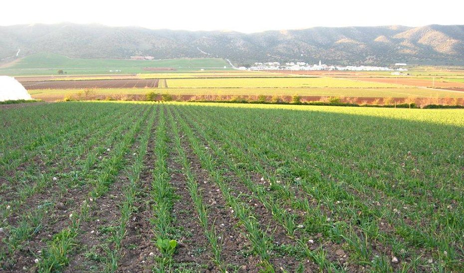 Andalucía lidera la agricultura ecológica en España y supera objetivos para 2030