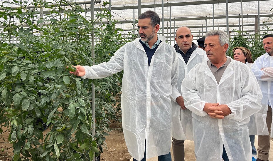 Exportación récord de tomate almeriense en 2024.