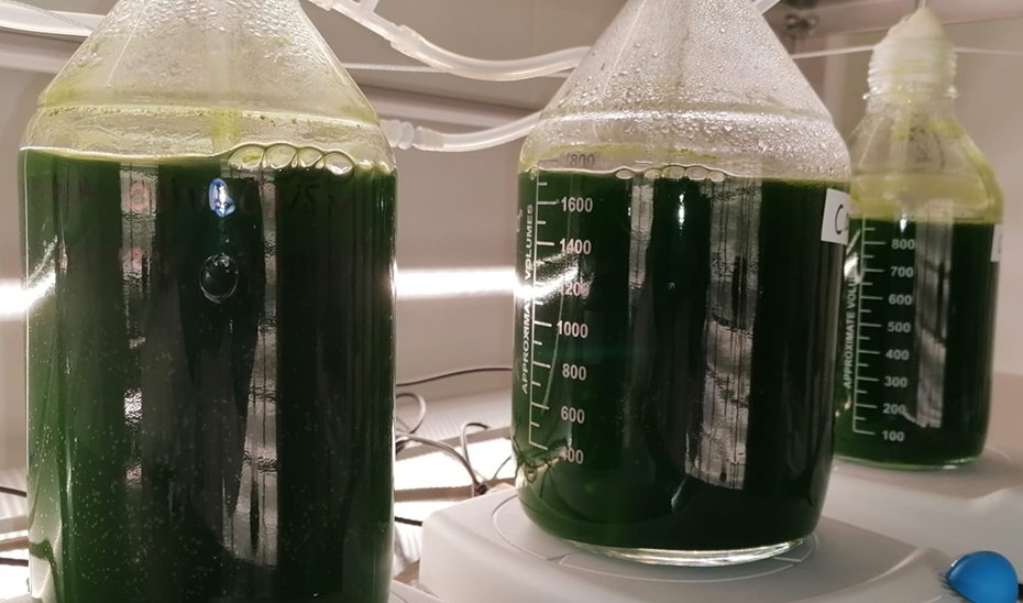 Cultures of 'Coccomyxa onubensis'.