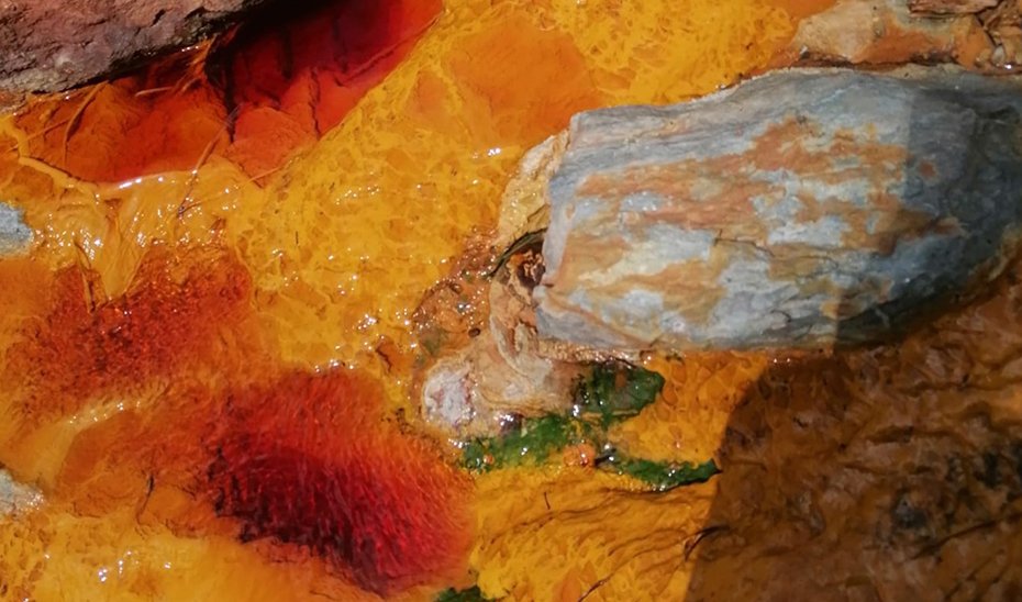 Capacidad antiinflamatoria de microalga autóctona del río Tinto demostrada