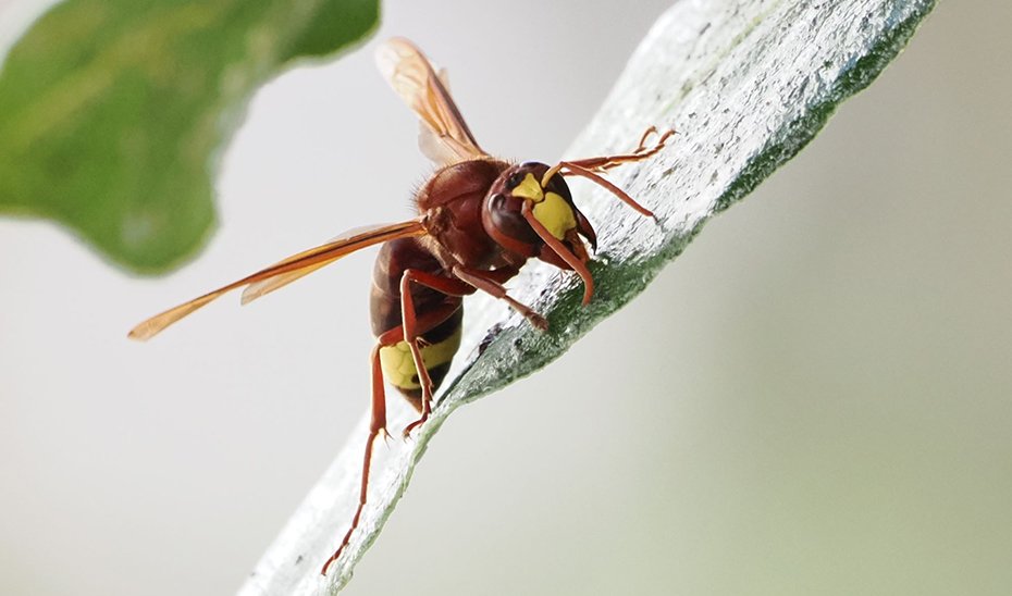 Mapa de expansión de avispa invasora en Andalucía: aumento del 30% entre 2023 y 2024.