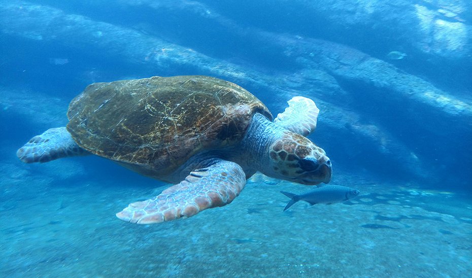 Certificado de anidamiento de tortuga boba en la playa de Mojácar, quinto en Almería desde 2001