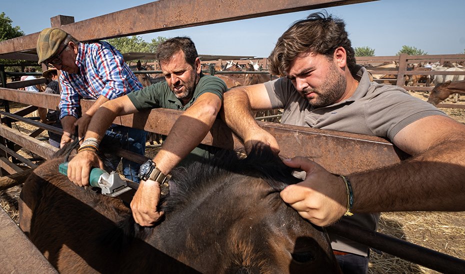 Ranchers performing grooming and mane trimming tasks (Photo by Antonio Delgado-Roig).