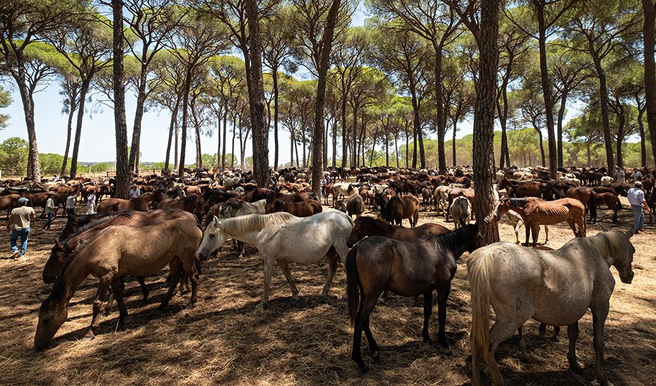 Mares on the Los Llanos path on their way to Almonte (Photo by Antonio Delgado-Roig).
