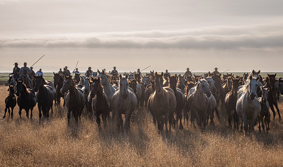 La trinidad sagrada del Almonteño: Rocío, marisma y Doñana.