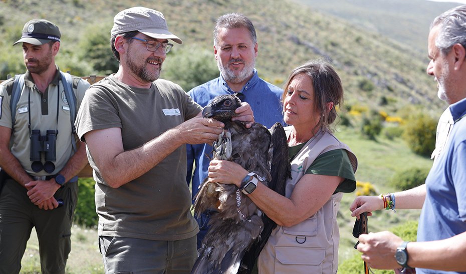 Andalucía refuerza la recuperación del quebrantahuesos con sueltas en Sierra Nevada.