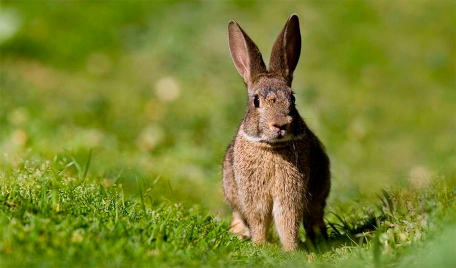 Medidas cinegéticas excepcionales por daños del conejo silvestre