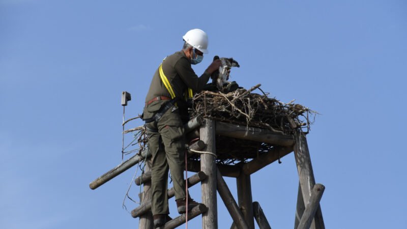 Andalucía logra un récord histórico en 2025 con 34 pollos de águila pescadora volados en libertad.