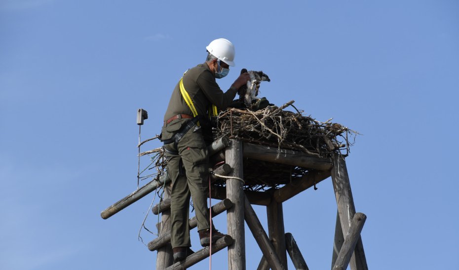 Andalucía logra un récord histórico en 2025 con 34 pollos de águila pescadora volados en libertad.