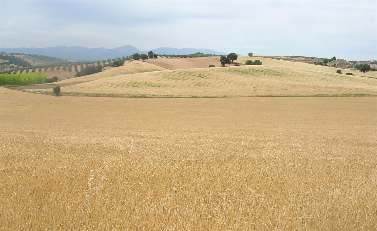 Asaja convoca protesta en defensa del cereal en Granada
