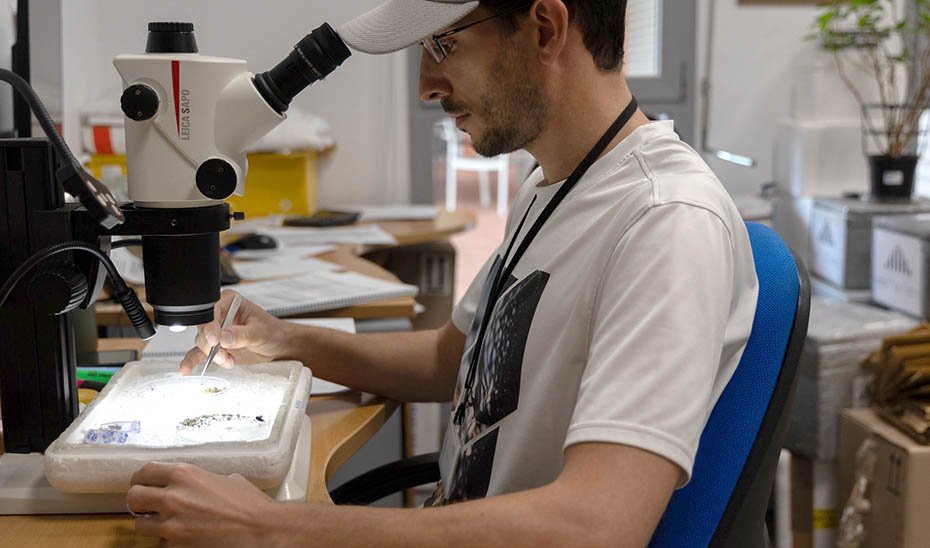 Las trampas no detectan virus del Nilo occidental en Andalucía