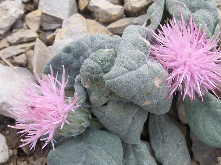 Conservación de la flora en Sierra Mágina, un equilibrio necesario