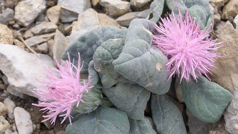 Conservación de la flora en Sierra Mágina, un equilibrio necesario
