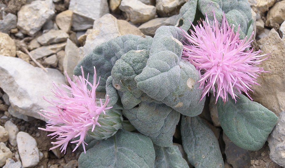 Conservación de la flora en Sierra Mágina, un equilibrio necesario