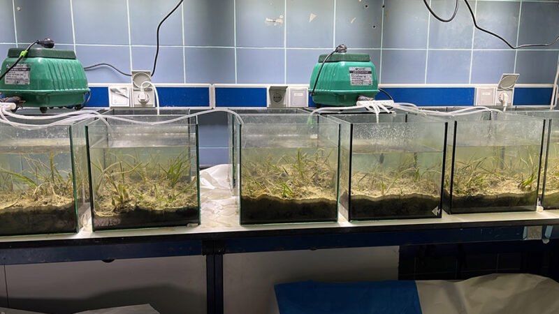 Impacto de las cremas solares en praderas marinas de la bahía de Cádiz
