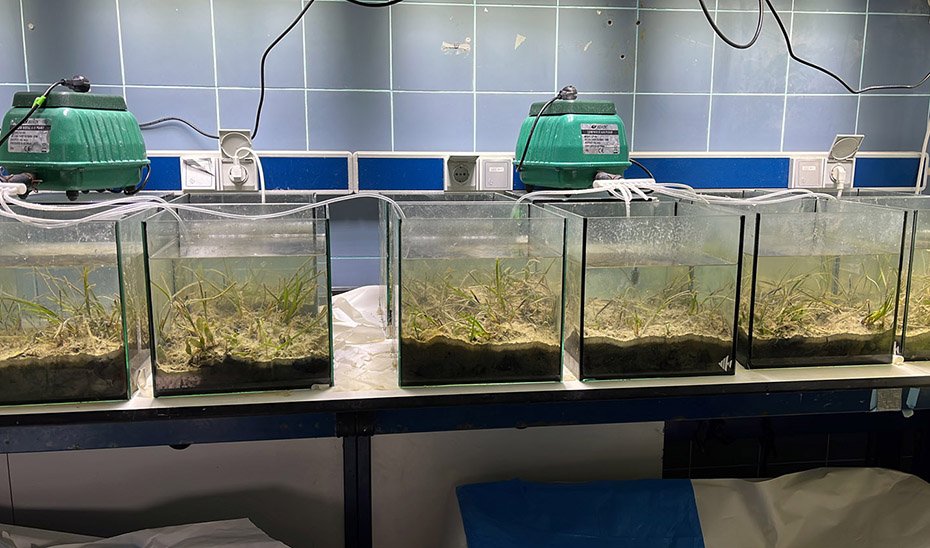 Impacto de las cremas solares en praderas marinas de la bahía de Cádiz