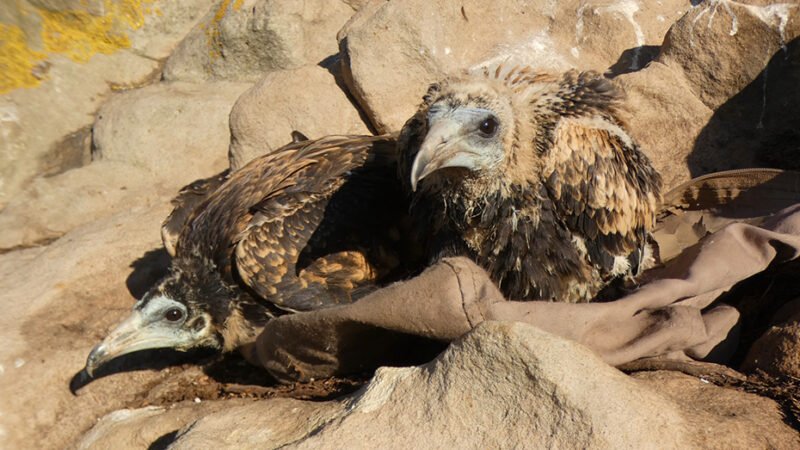 La Junta anilla 21 pollos de alimoche en 2025 y eleva a 391 los ejemplares marcados en Andalucía