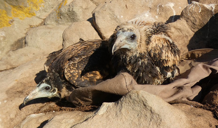 La Junta anilla 21 pollos de alimoche en 2025 y eleva a 391 los ejemplares marcados en Andalucía