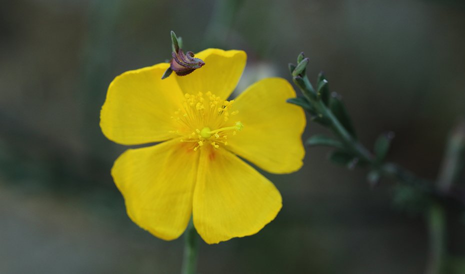 La Junta descubre nuevos núcleos de la Fumana de Desfontaines en Cádiz y Sevilla