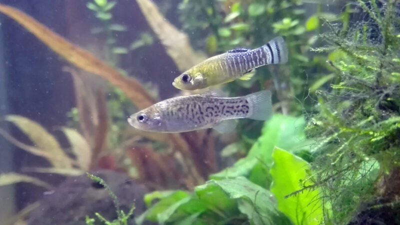 La Junta refuerza la reintroducción del pez fartet en el Paraje Natural Desembocadura del río Guadalhorce.