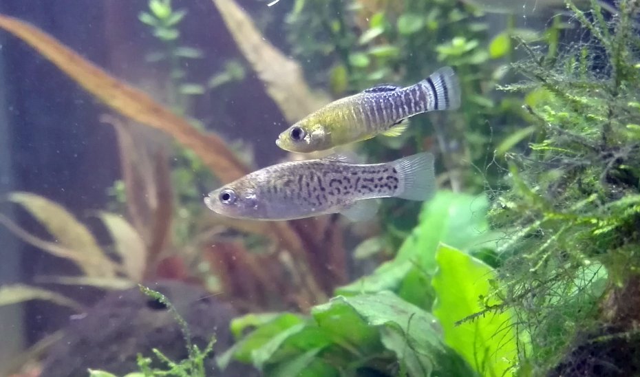 La Junta refuerza la reintroducción del pez fartet en el Paraje Natural Desembocadura del río Guadalhorce.