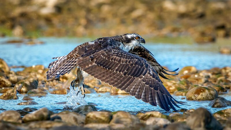 La Reserva de la Biosfera Marismas del Odiel destaca como refugio del águila pescadora en España