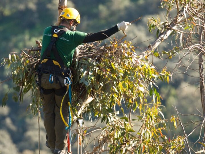 La instalación de nidos artificiales favorece la reproducción segura del águila imperial en Andalucía.