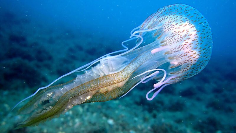 Relación entre condiciones del mar en primavera y llegada de medusas en verano.