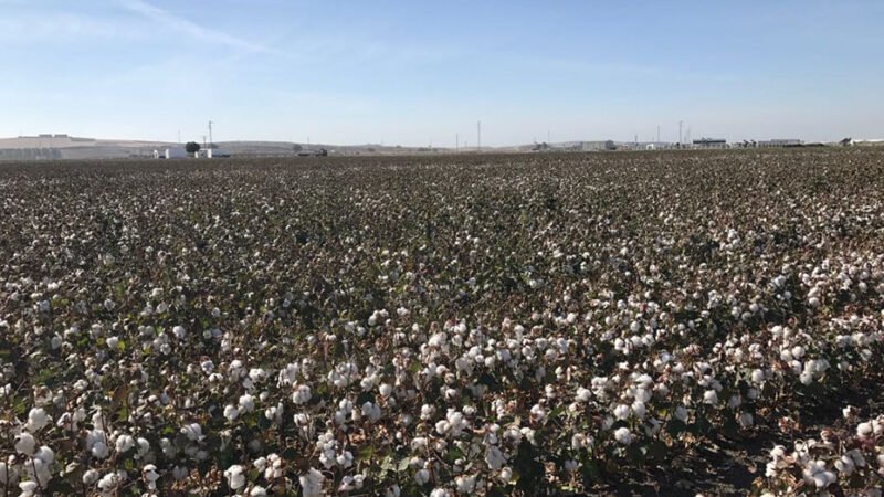 Andalucía espera producir 131.442 toneladas de algodón en la próxima campaña.