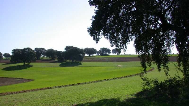Aumentan más de un 30% las explotaciones ecológicas en Andalucía en los últimos cuatro años