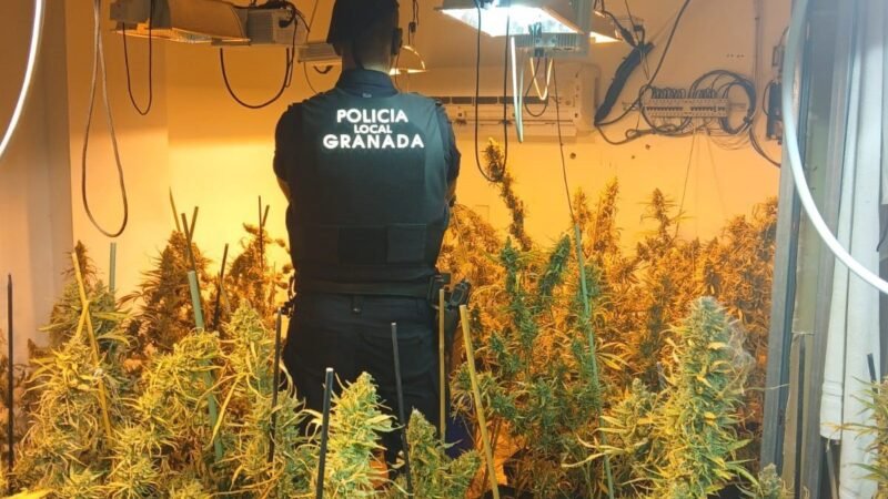 Desmantelado cultivo de marihuana en piso de Granada: cinco detenidos.
