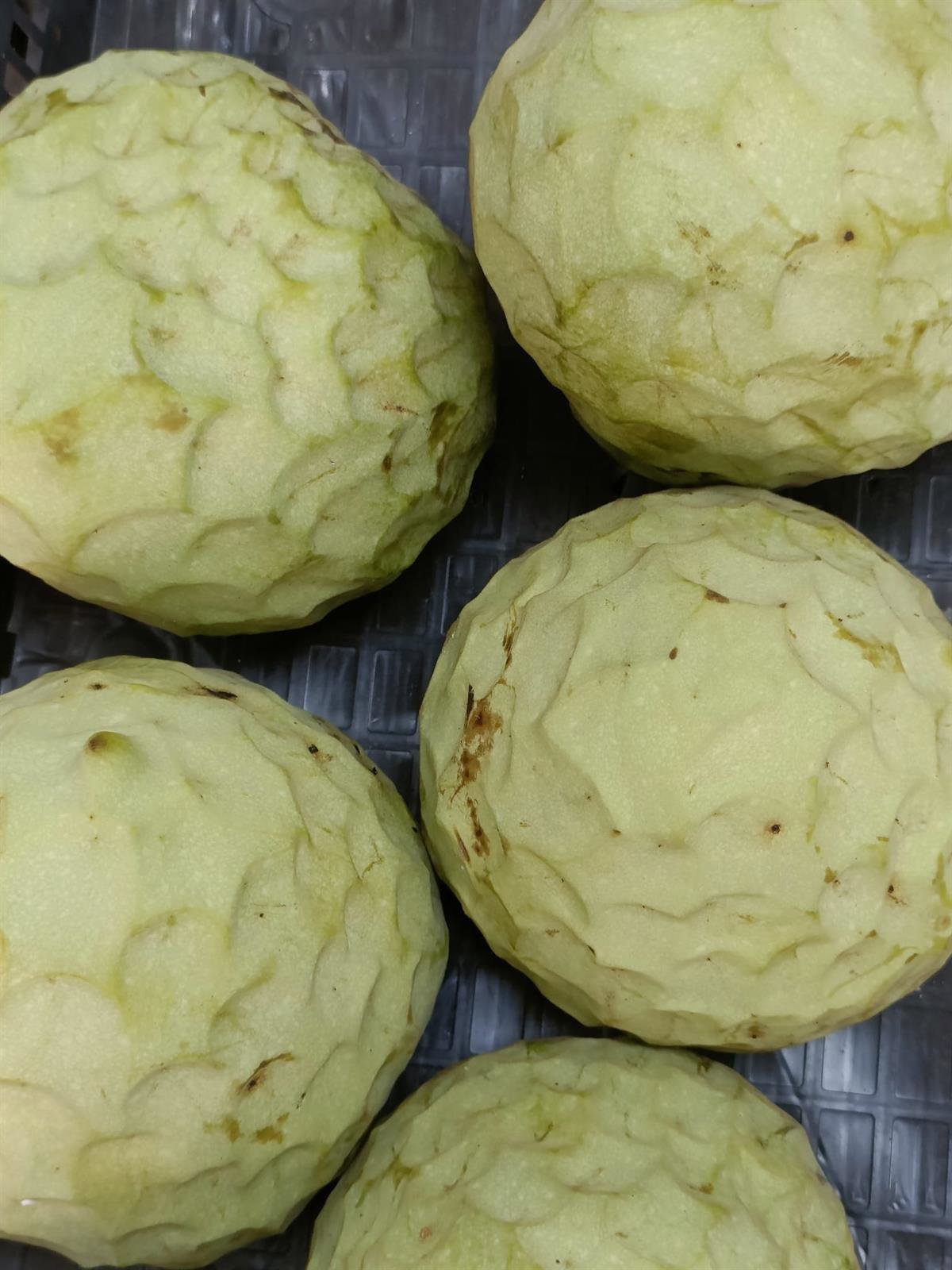 La campaña de la chirimoya en Granada prevé recolectar 45.000 toneladas de frutos hasta mayo.