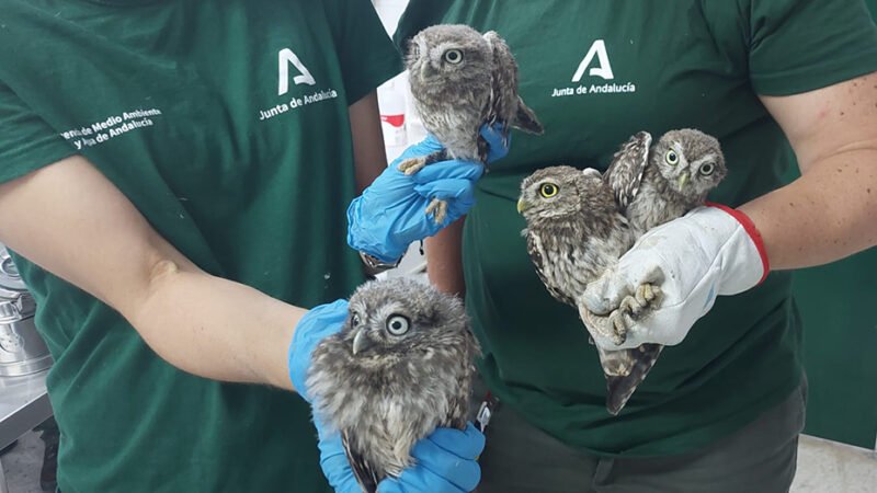 ‘Liberación controlada de especies protegidas en Andalucía’
