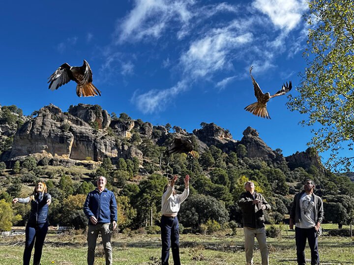 Andalucía libera 23 ejemplares de milano real en Cazorla para su conservación