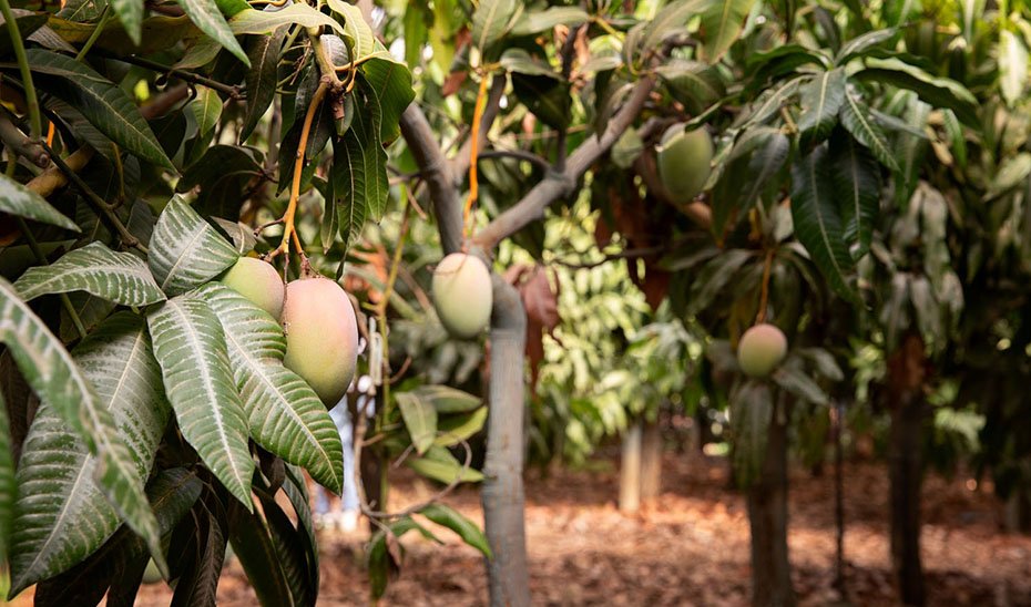 Desarrollan bioplástico con extracto de hoja de mango para prolongar vida de alimentos.