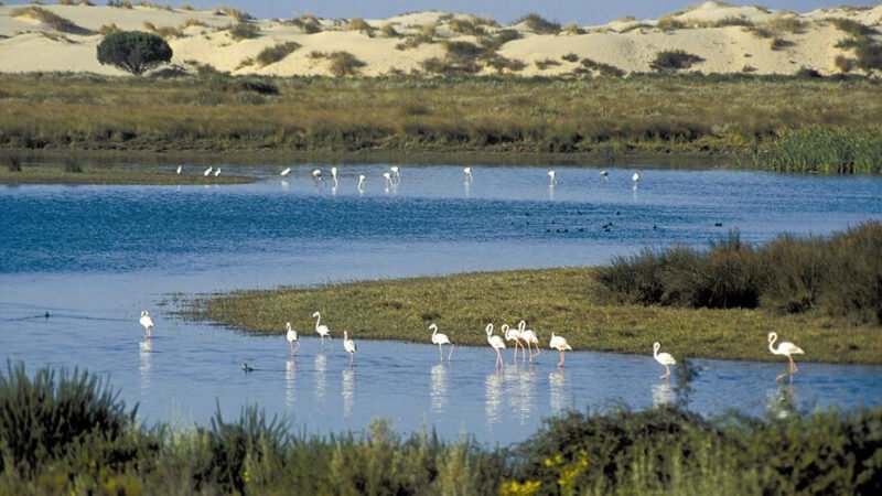 La Junta se opone al deslinde de las marismas de Doñana y presentará recurso