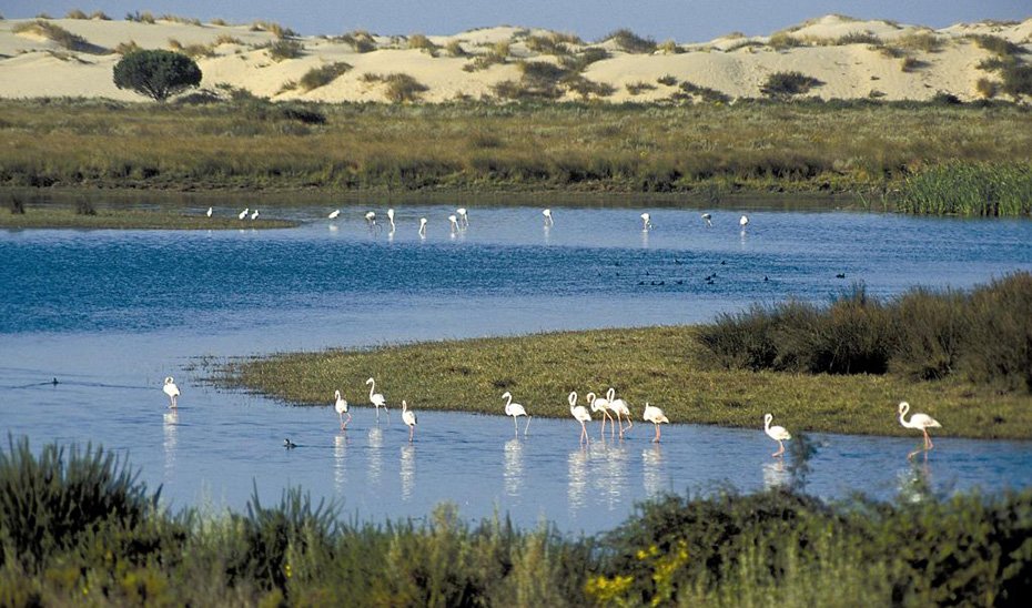 La Junta se opone al deslinde de las marismas de Doñana y presentará recurso