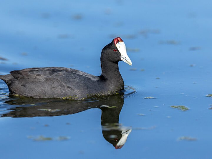 Más de 97.500 parejas de aves acuáticas se han reproducido este año en 189 humedales en Andalucía.