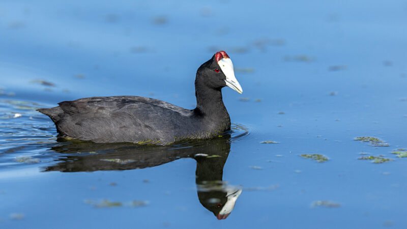 Más de 97.500 parejas de aves acuáticas se han reproducido este año en 189 humedales en Andalucía.