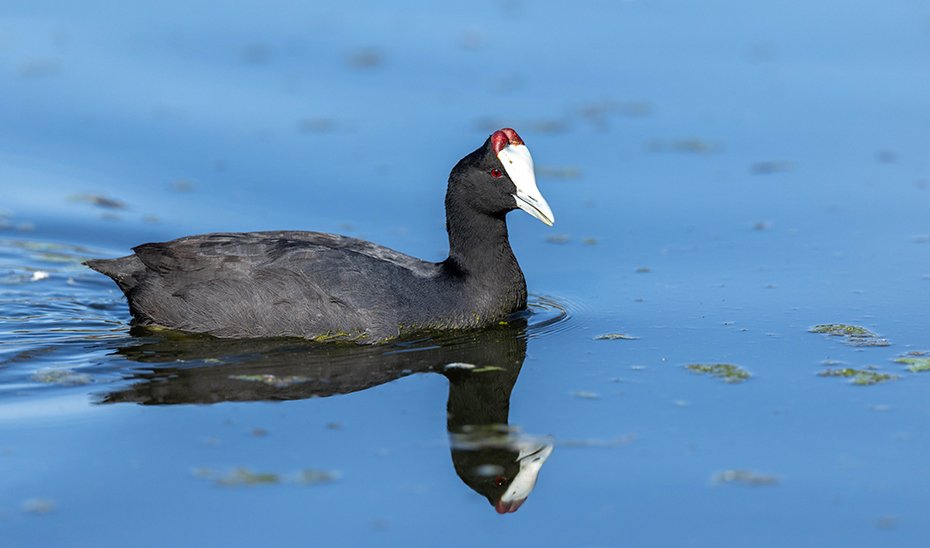 Más de 97.500 parejas de aves acuáticas se han reproducido este año en 189 humedales en Andalucía.