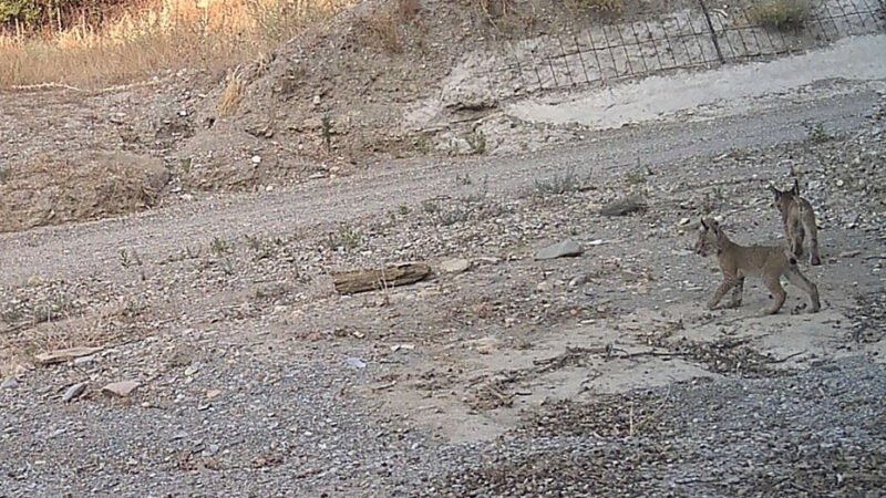 Tres nuevos cachorros de lince ibérico nacidos en Vélez-Rubio fortalecen la reproducción en Andalucía.