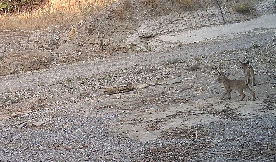 Tres nuevos cachorros de lince ibérico nacidos en Vélez-Rubio fortalecen la reproducción en Andalucía.