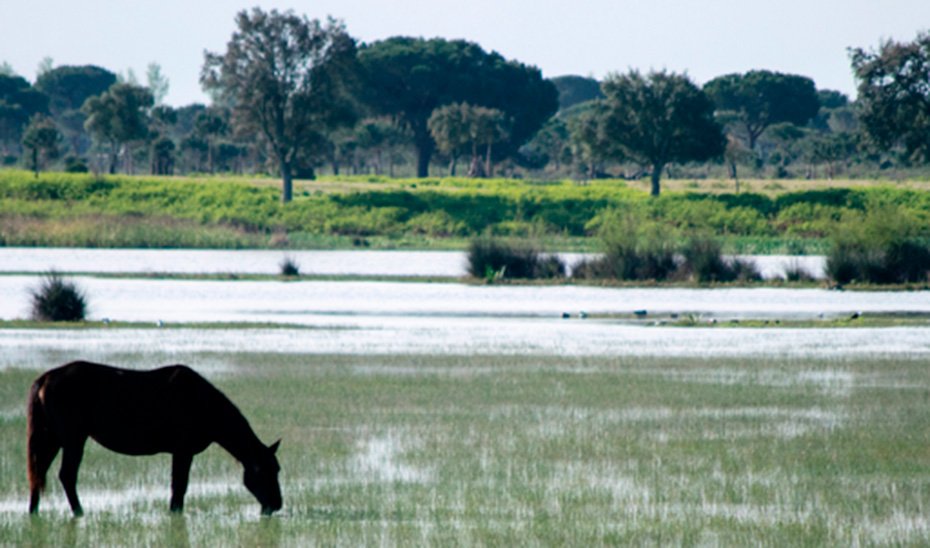 Bases de ayudas para la renaturalización en el norte de la Corona Forestal de Doñana.
