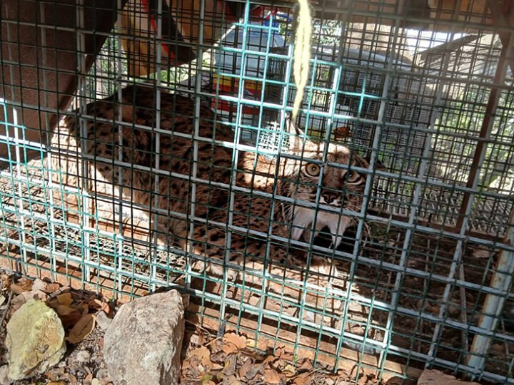 Confirmado hallazgo de hembra adulta de lince ibérico en Cabra, Córdoba.