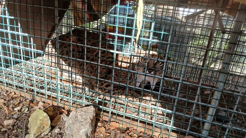 Confirmado hallazgo de hembra adulta de lince ibérico en Cabra, Córdoba.