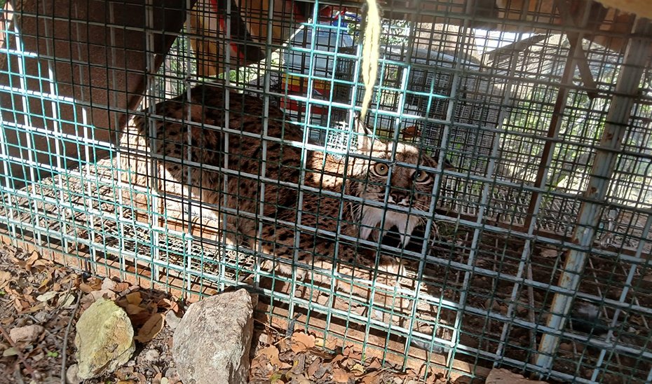 Confirmado hallazgo de hembra adulta de lince ibérico en Cabra, Córdoba.
