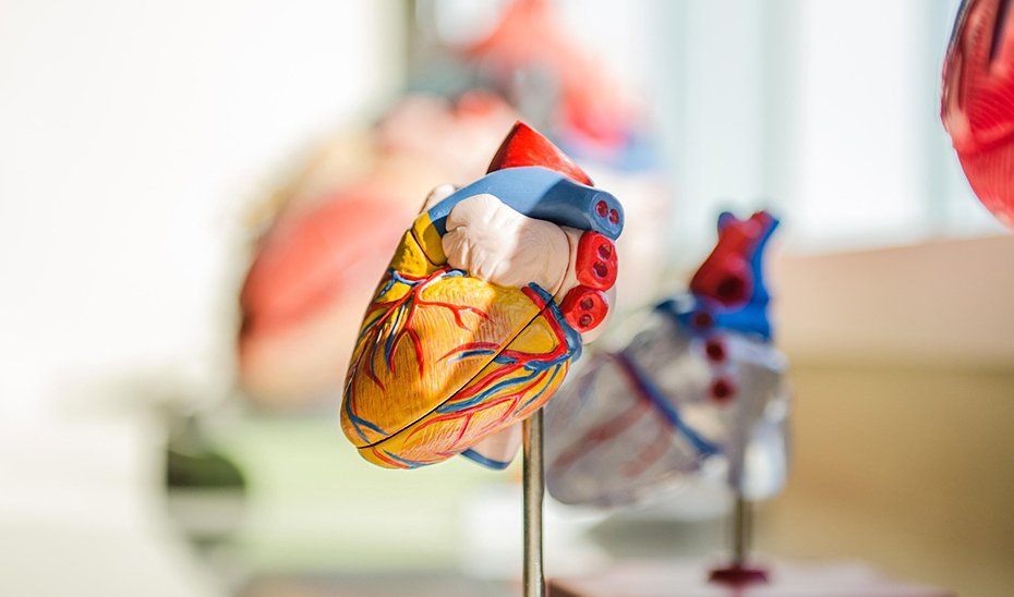 Investigadores andaluces descubren moléculas clave en regeneración celular del corazón.