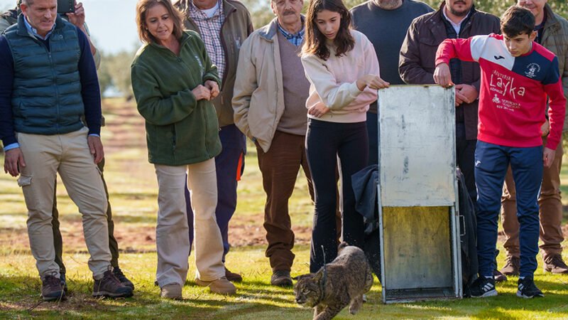 Kai, una lince ibérica recuperada en el CREA de los Villares, vuelve al medio natural en Adamuz