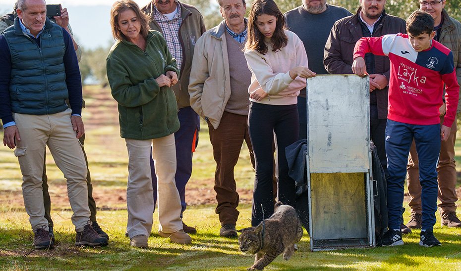 Kai, una lince ibérica recuperada en el CREA de los Villares, vuelve al medio natural en Adamuz